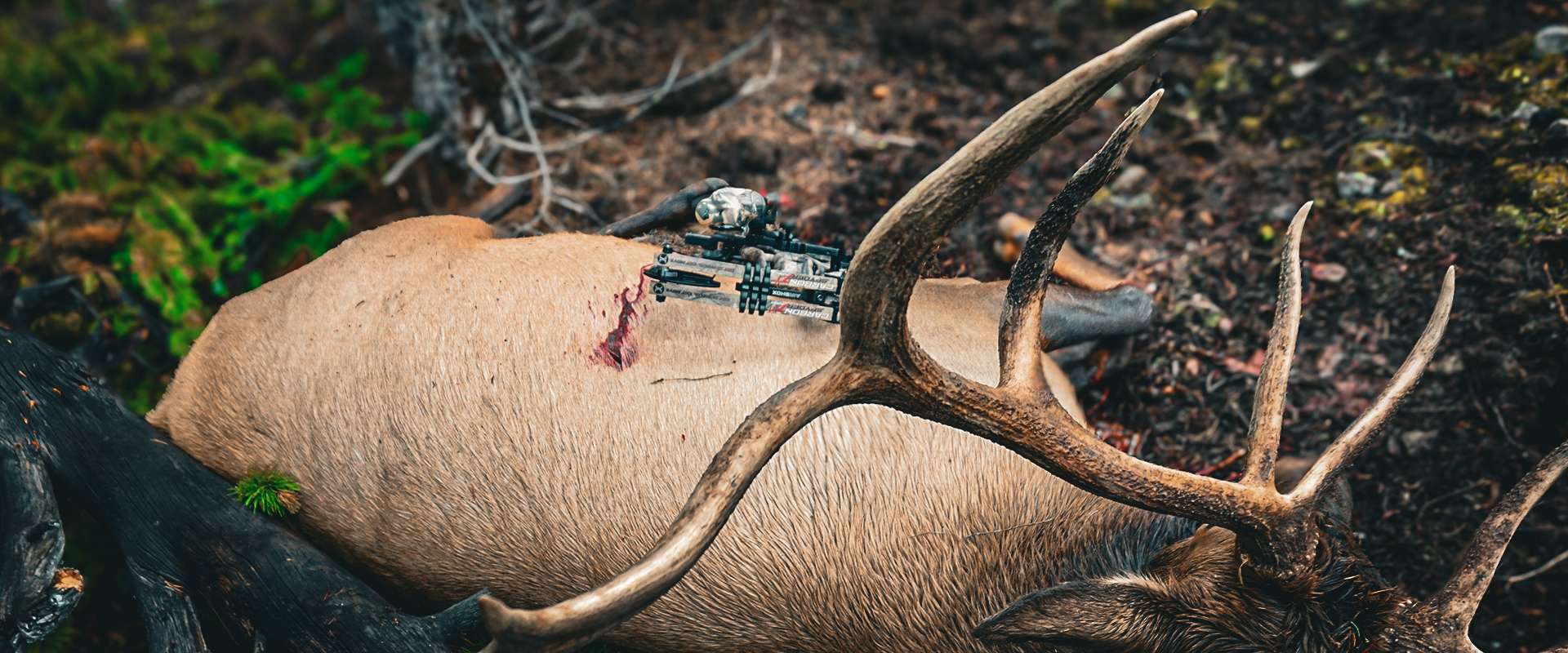 Colorado Archery Elk Hunting Colorado Archery Elk Hunting