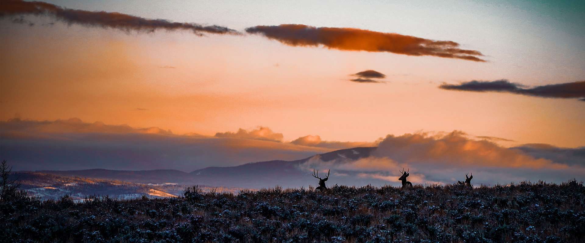 Midday Madness – A Frenzied Elk Calling Strategy Midday Madness – A Frenzied Elk Calling Strategy