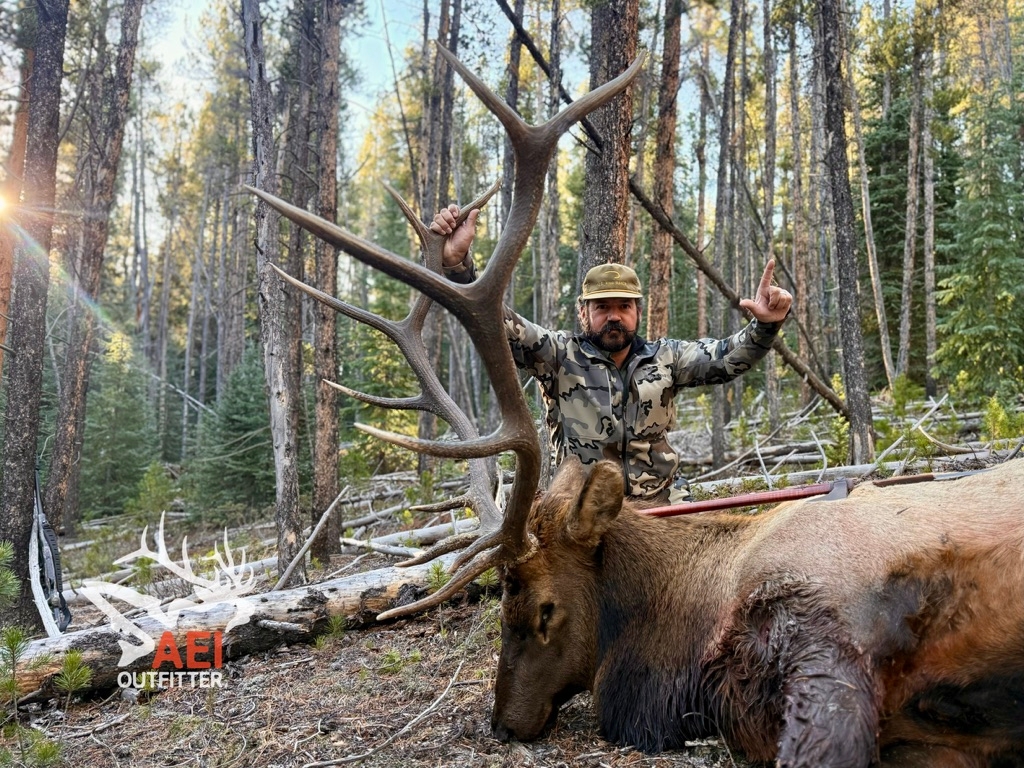 Rifle Elk Photo