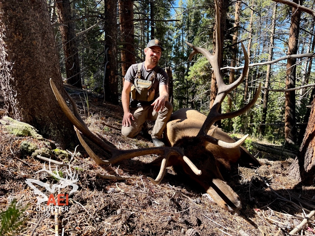 Archery Elk Photo