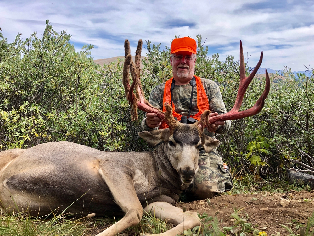 Mule Deer Photo