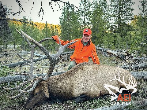 A stud 7x6 Colorado bull elk for Lindy