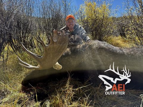 Shiras Moose are so impressive from every angle.