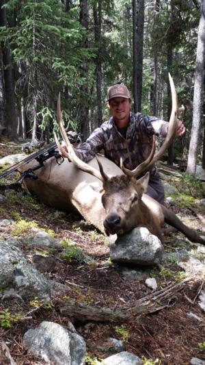 Archery Elk