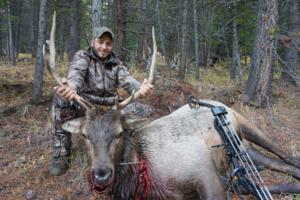 Archery Elk