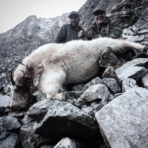 George and His High Country Mountain Goat