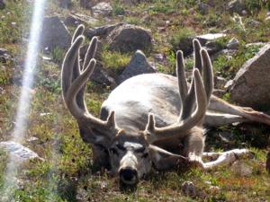 Mule Deer