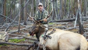 Archery Elk