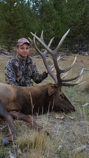 Archery Elk