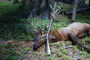 Muzzleloader Elk